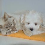 Proč si vybíráme domácího mazlíčka, který vypadá jako my sami: podvědomá hra se zrcadlem proc-si-vybirame-domaciho-mazlicka-ktery-vypada-jako-my-sami.jpg