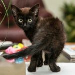 Proč vás kočka budí v pět ráno: spiknutí vnitřních hodin proti budíku proc-vas-kocka-budi-v-pet-rano-spiknuti-vnitrnich-hodin.jpg