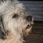 Proč venčení psů nahrazuje kardiologa: vědecké důkazy, které změní váš pohled na domácího mazlíčka proc-venceni-psu-nahrazuje-kardiologa-vedecke-dukazy-ktere-zmeni-vas.jpg